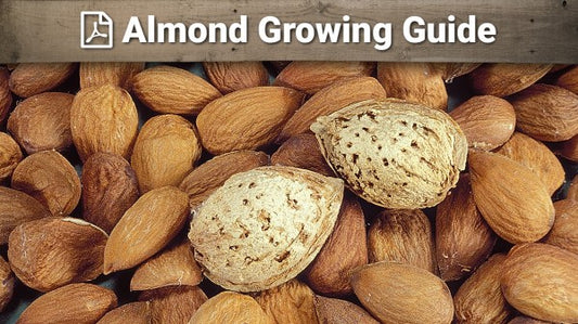 Almond Growing Guide