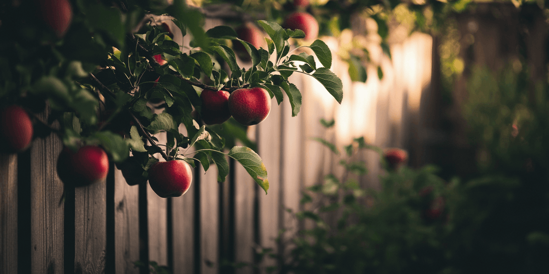 How Long Does It Take for an Apple Tree to Grow? A Guide for Gardeners - Grow Organic