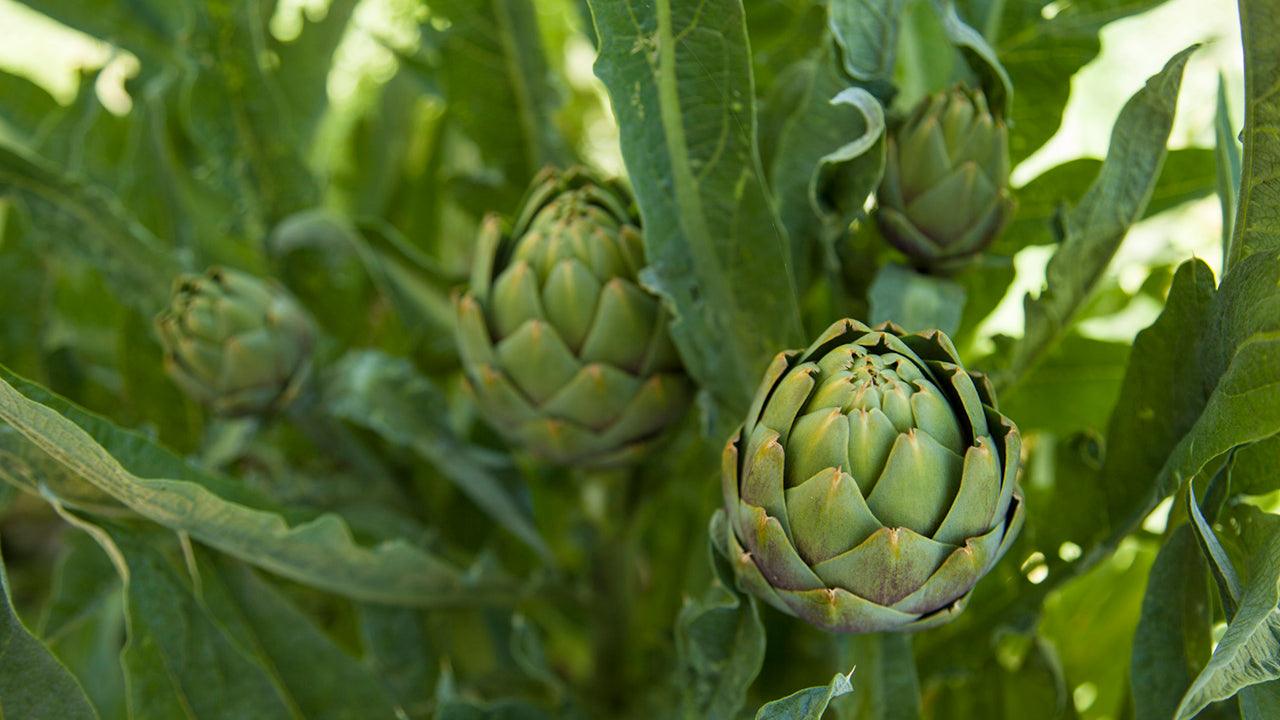 How to Grow Artichokes A Growing Guide Grow Organic