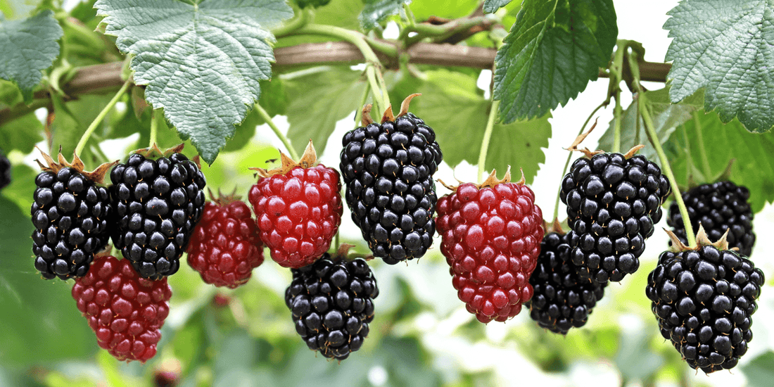 Blackberry Plant Care and Maintenance: A Complete Guide - Grow Organic