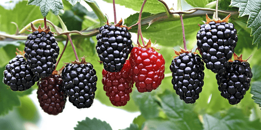Harvesting and Usage of Blackberries: A Complete Guide - Grow Organic