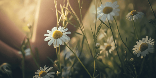Seasonal Chamomile Care Guide - Grow Organic