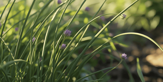 Growing Chives Indoors: A Comprehensive Guide - Grow Organic
