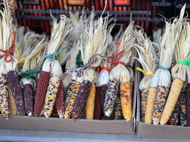 Different Color Corn: Purple, Blue, and Rainbow Corn Uses – Grow