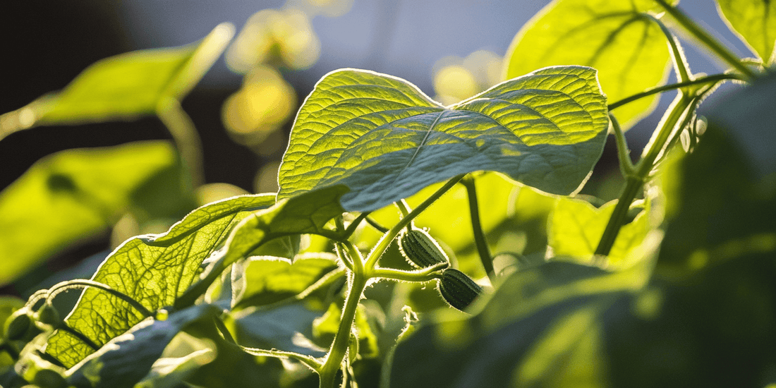 Uncommon Companion Plants for Cucumbers - Grow Organic