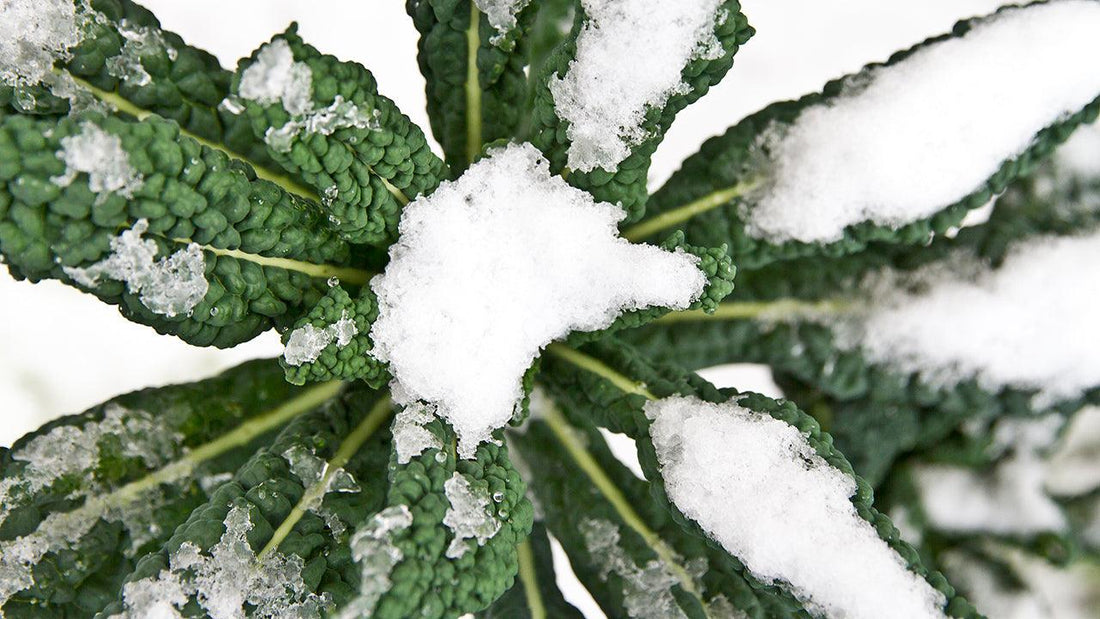 Things to do in the Garden During December and January - Grow Organic
