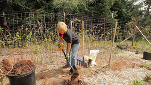 Double Digging: A Hallmark of French Intensive Gardening