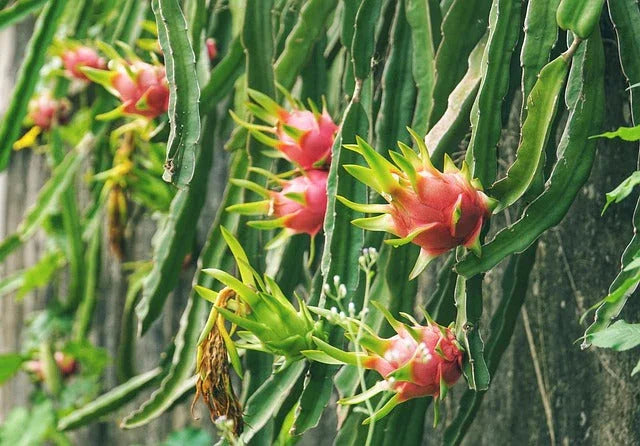 Where Is Dragon Fruit From: Global Growing Zones Explained  Grow Organic