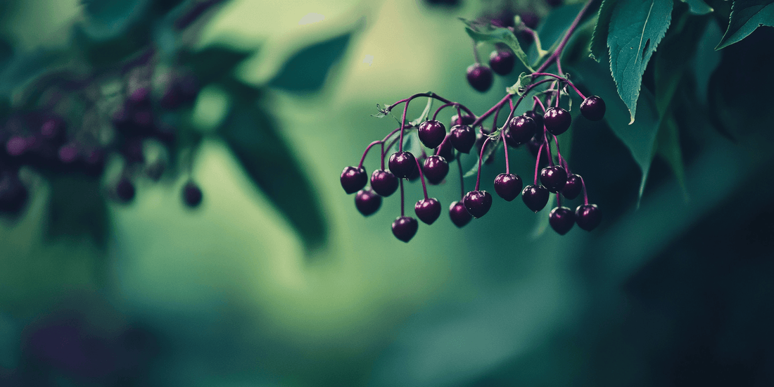 Integrating Elderberries into Edible Landscaping Designs - Grow Organic