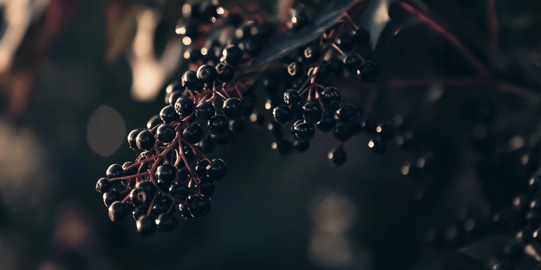 Attracting Wildlife: Elderberries as a Magnet for Birds and Pollinators - Grow Organic