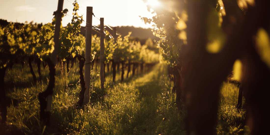 Exploring the Differences Between Wine and Table Grapes - Grow Organic