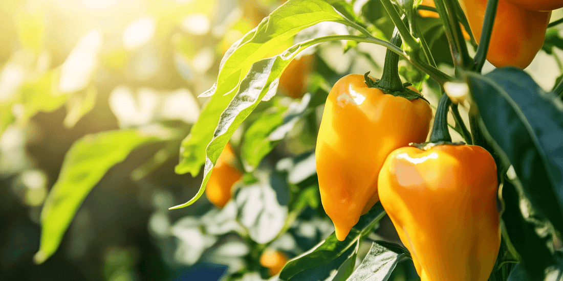 Growing Large Habanero Peppers Made Simple - Grow Organic