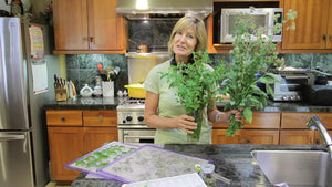 How to Harvest Annual and Perennial Herbs