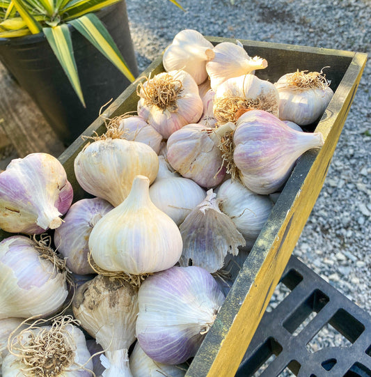 Tip of the Week: Growing Bigger Garlic - Grow Organic