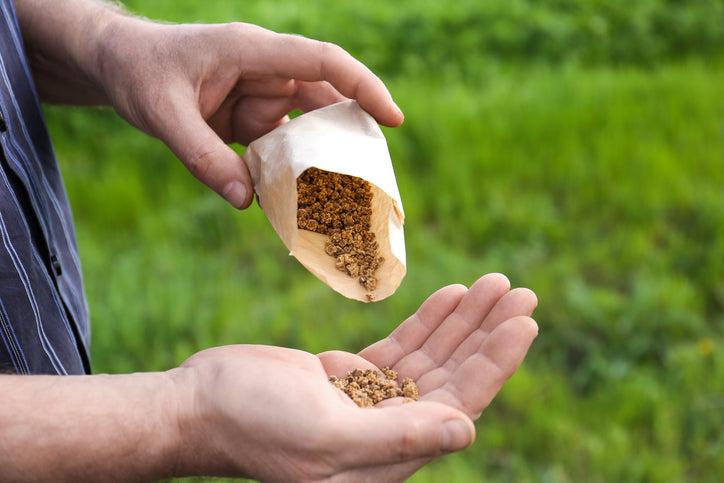 How to Germinate Beetroot Seeds: Easy Steps for Success  Grow Organic