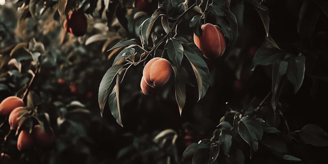 Propagation Techniques for Nectarines - Grow Organic