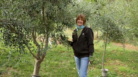 olive growing zones