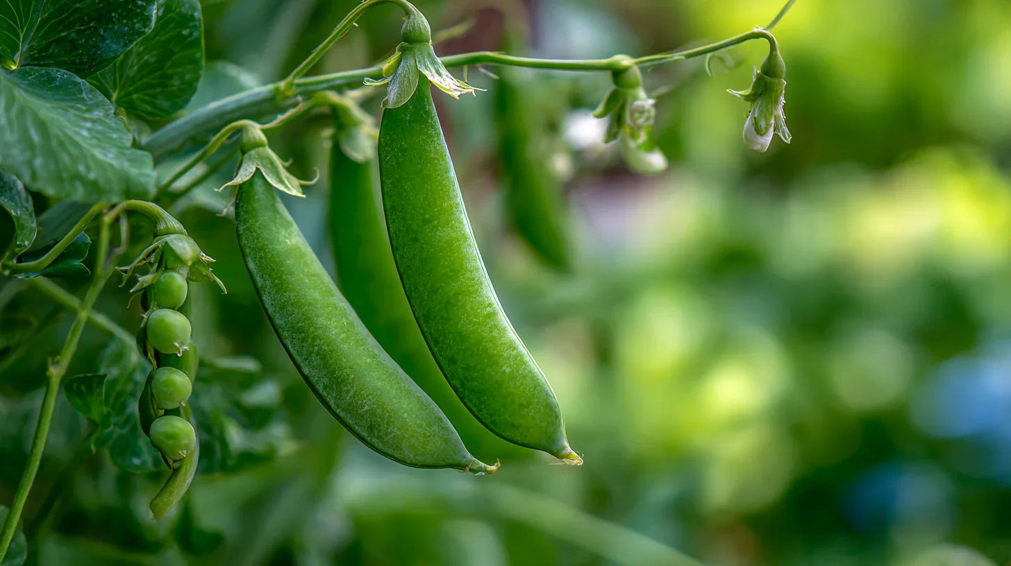 Pea Seeds in Edible Landscaping  Grow Organic