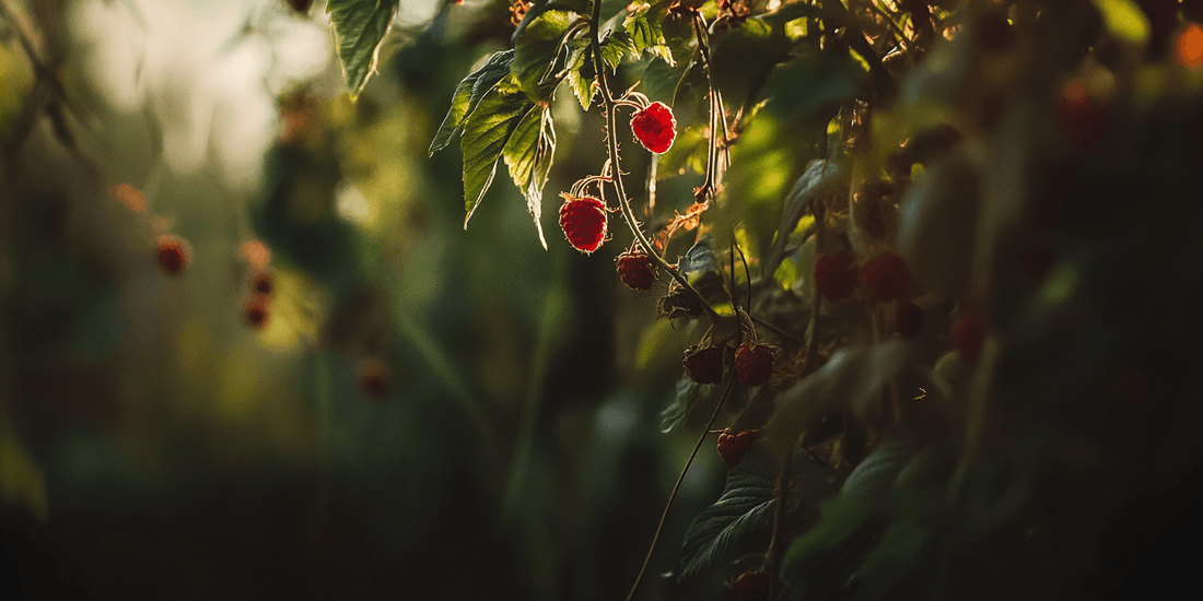 Pruning Techniques for Raspberries - Grow Organic