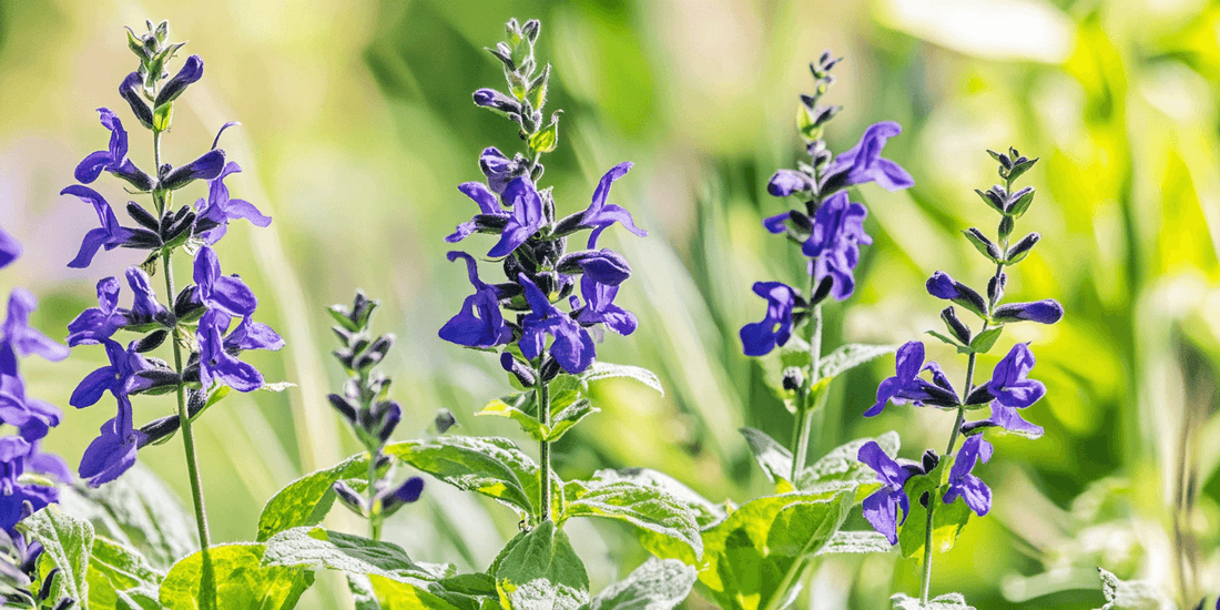 Salvia in Xeriscaping: A Guide to Sustainable, Water-Wise Gardening - Grow Organic
