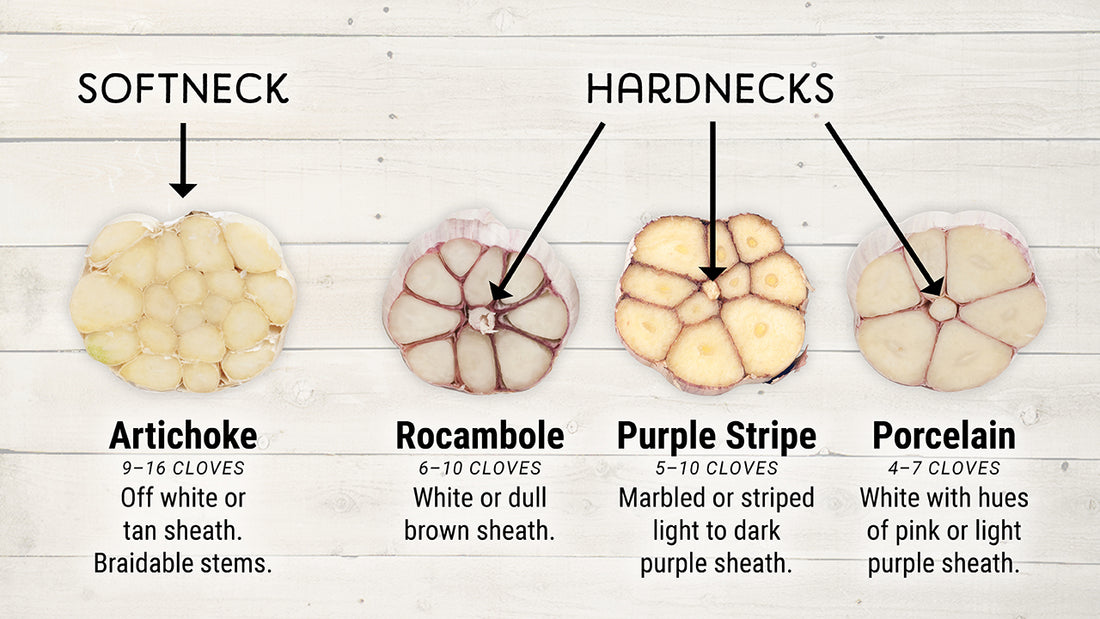 What's the Difference Between Softneck & Hardneck Garlic?