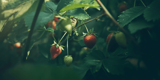 Container and Small Space Gardening for Strawberries - Grow Organic