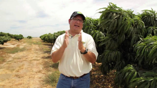 The Development of Pluots and Friends - Grow Organic