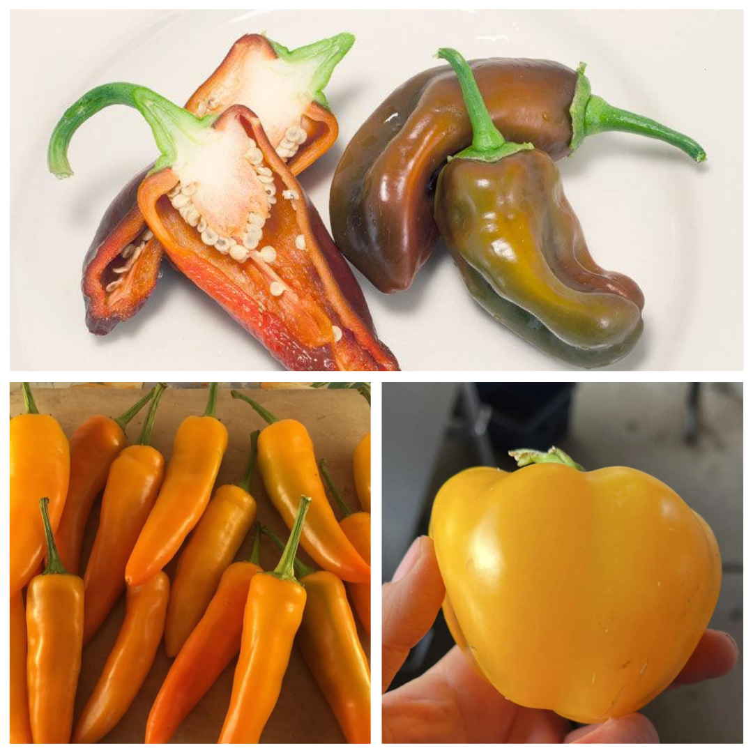 Yellow Pepper, Orange & Chocolate: Flavor and Growing Guide – Grow