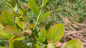 How to Treat Blueberries with Yellowing Leaves