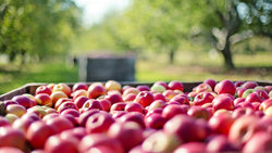 apples at the farm
