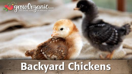 Raising Chickens - Grow Organic