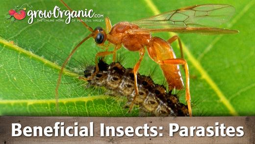Beneficial Insects - Parasitic Organisms - Grow Organic