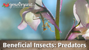 Beneficial Insects - General Predators