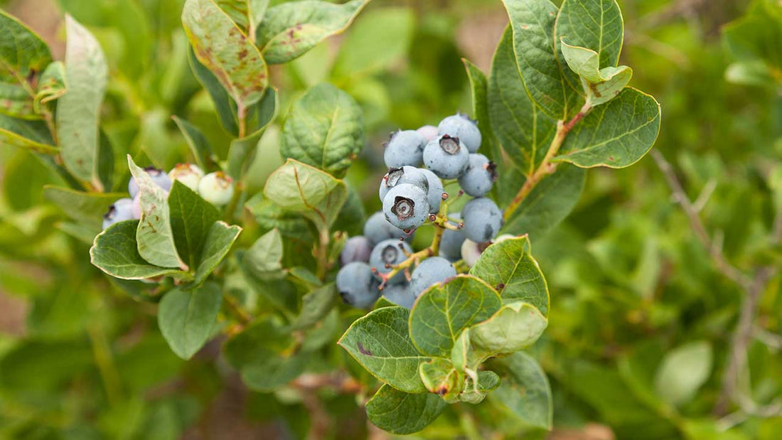 best soil for blueberries