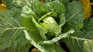 Growing Cabbage