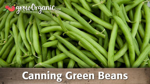 Canning Green Beans