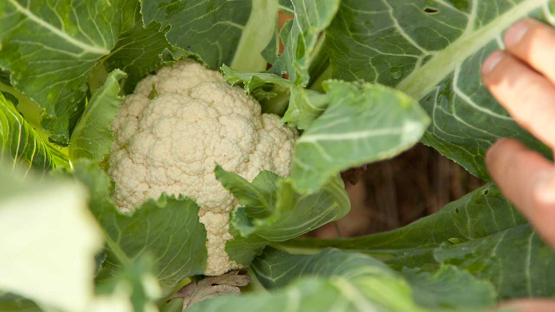 cauliflower from seed
