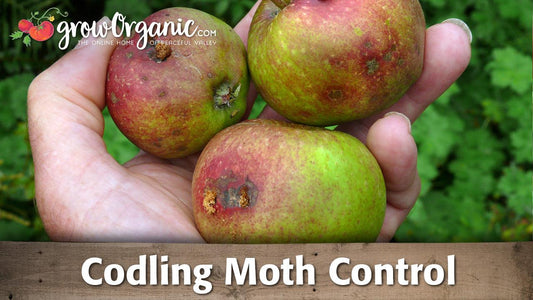 Codling moths -- How to keep the worms away organically - Grow Organic