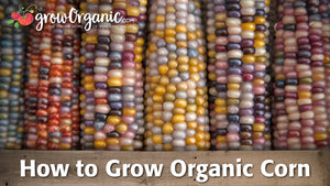 How to Grow Organic Sweet Corn, Dry Corn or Popcorn in the Garden