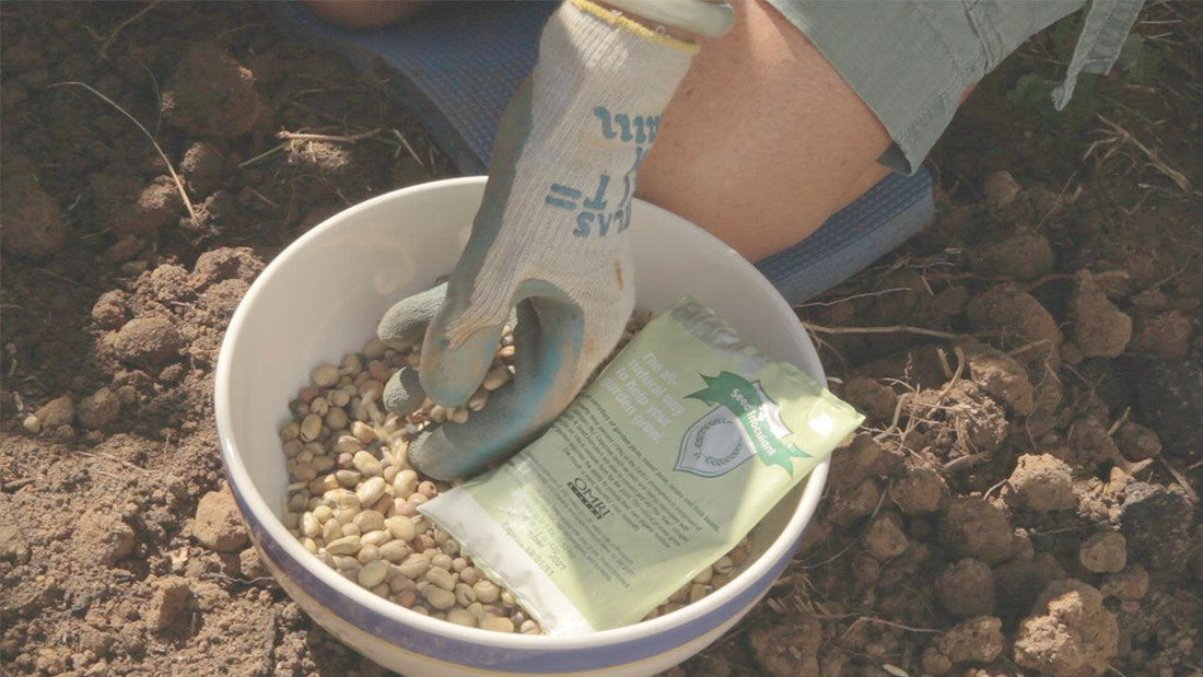 How Nitrogen Fixation Happens In Your Soil - Grow Organic