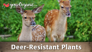 Deer-Resistant Plants