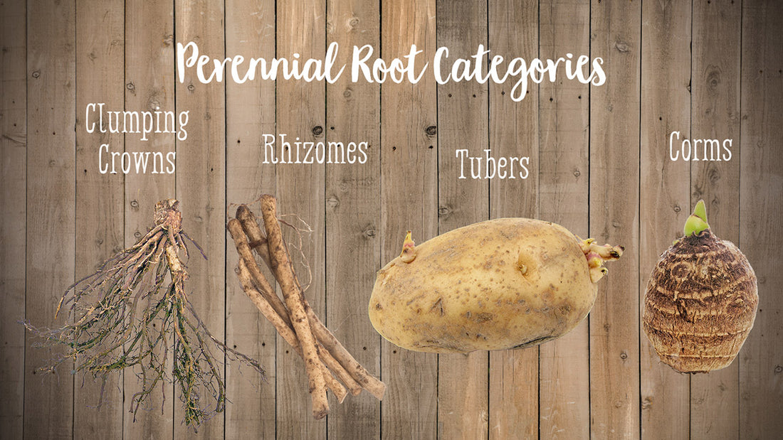 Perennial Root Categories