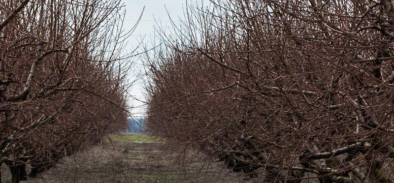 Which Trees to Prune in the Dormant Season - Grow Organic