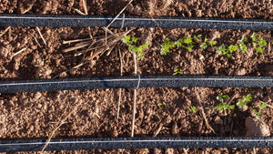 Drip Irrigation Systems (Instead of Sprinklers) for Water Conservation