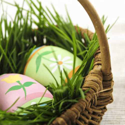 DIY Living Easter Basket - Grow Organic