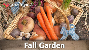 Growing a Fall Garden