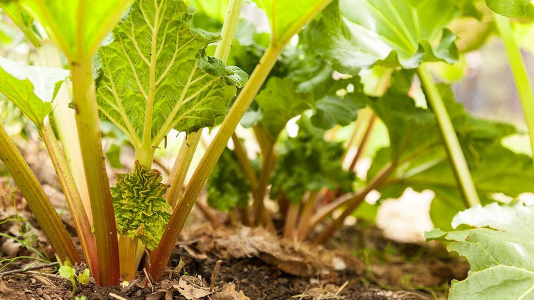 Do Deer Eat Rhubarb? Will Deer Eat Rhubarb? Uncover the Benefits of This Ornamental, Deer-Resistant Plant - Grow Organic