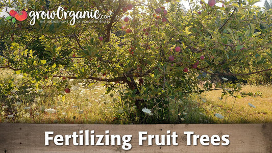 Fertilizing Fruit Trees - Grow Organic
