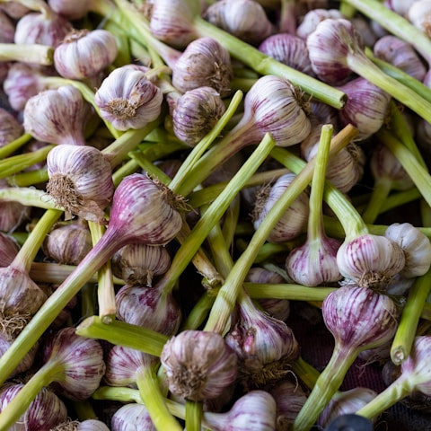 9 Steps to Growing Big Garlic | Best Fertilizer for Large Bulbs