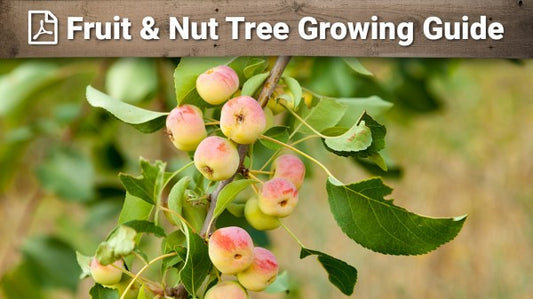 Fruit & Nut Tree Growing Guide